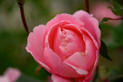 薔薇クイーンエリザベス1