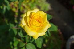 薔薇21