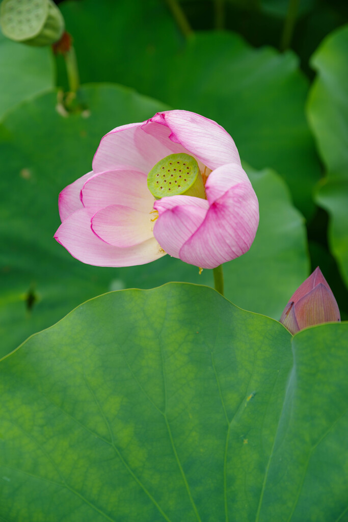 万博記念公園　蓮13
