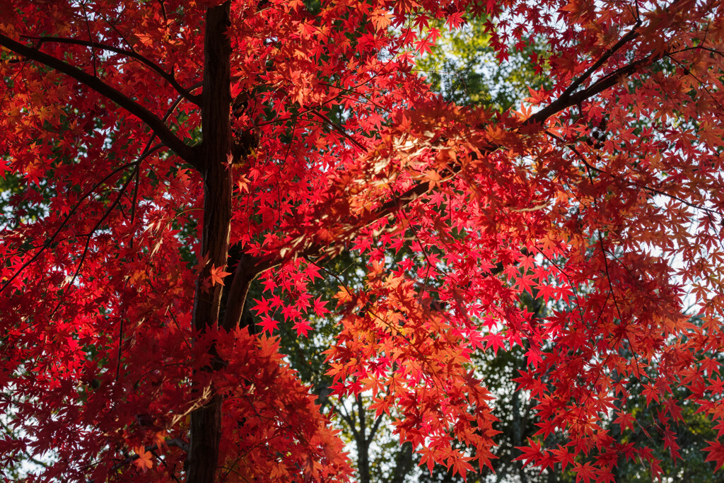 2019奈良公園紅葉25