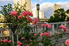 中之島公園の薔薇44