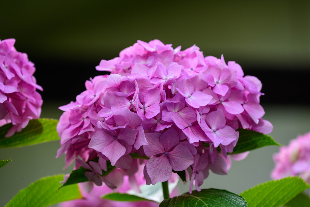 2022年紫陽花10