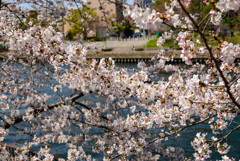 2021大阪城公園の桜4