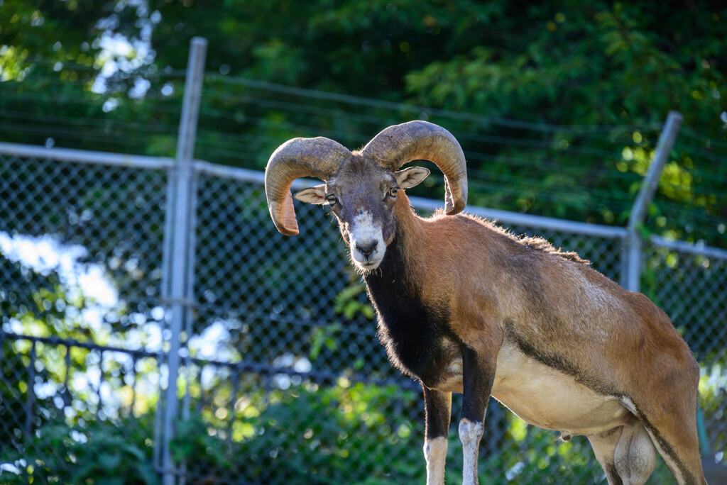 天王寺動物園ムフロン1