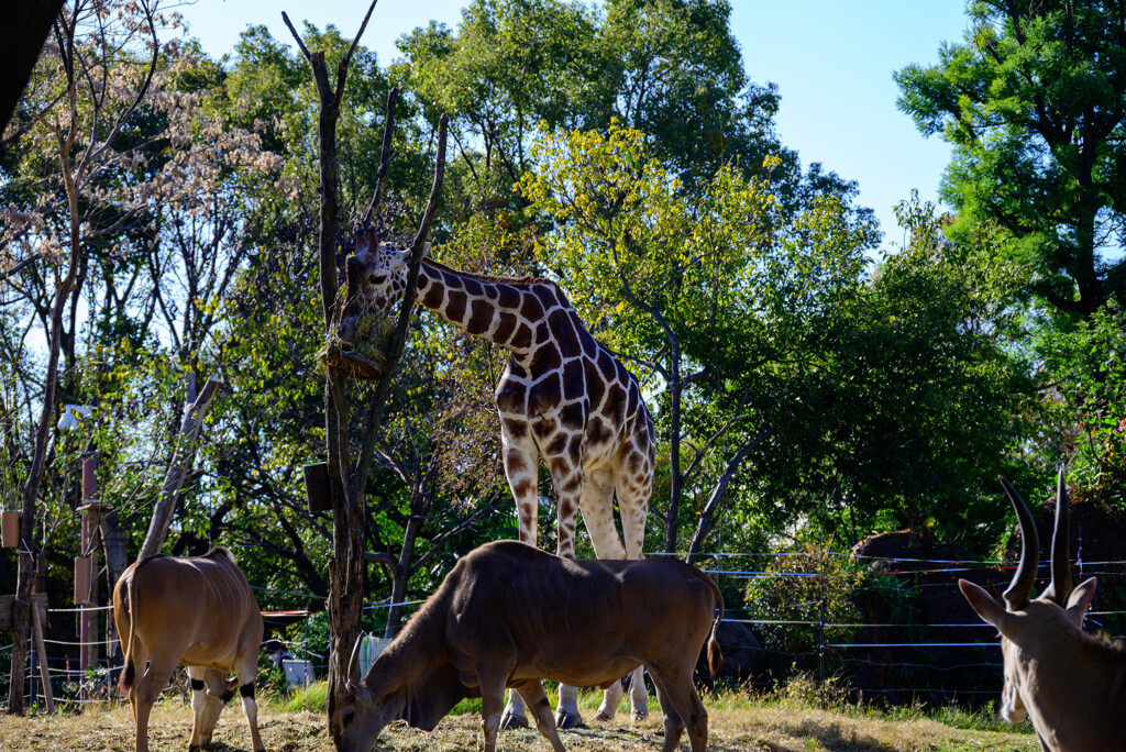 天王寺動物園 キリンとエランド5