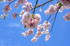 八重桜9