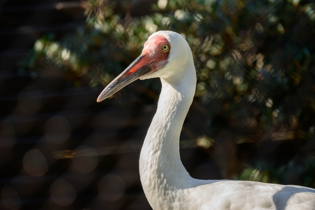 天王寺動物園ソデグロツル2