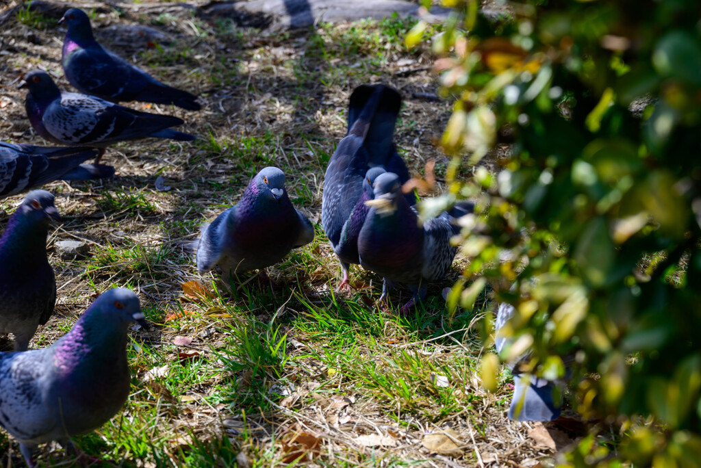 大阪城の鳩さんたち3