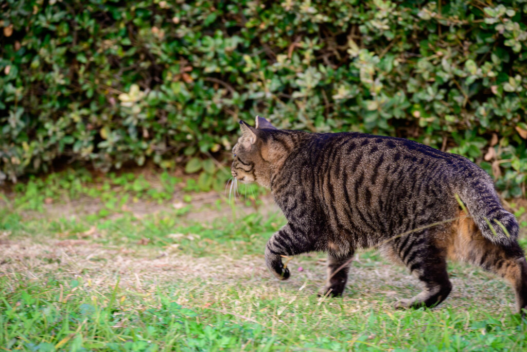 大阪城公園で会った猫ちゃん1