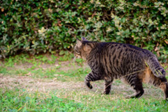 大阪城公園で会った猫ちゃん1