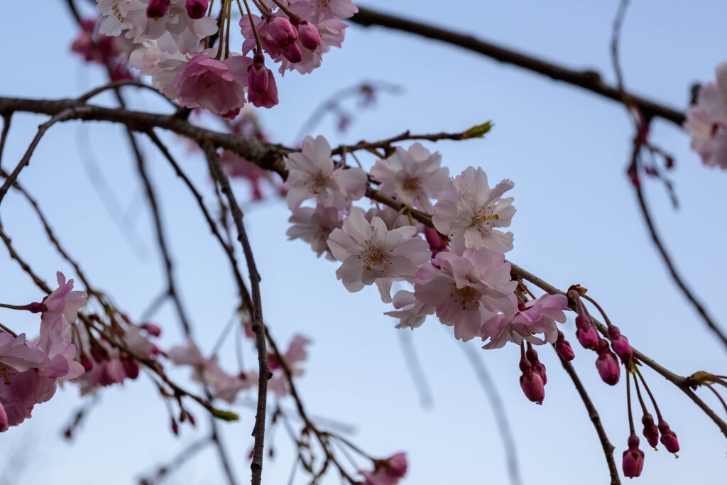 2021大阪城公園のしだれ桜4