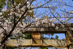 2021近所の神社の桜1