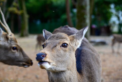 奈良公園の鹿7