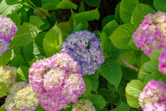 紫陽花13