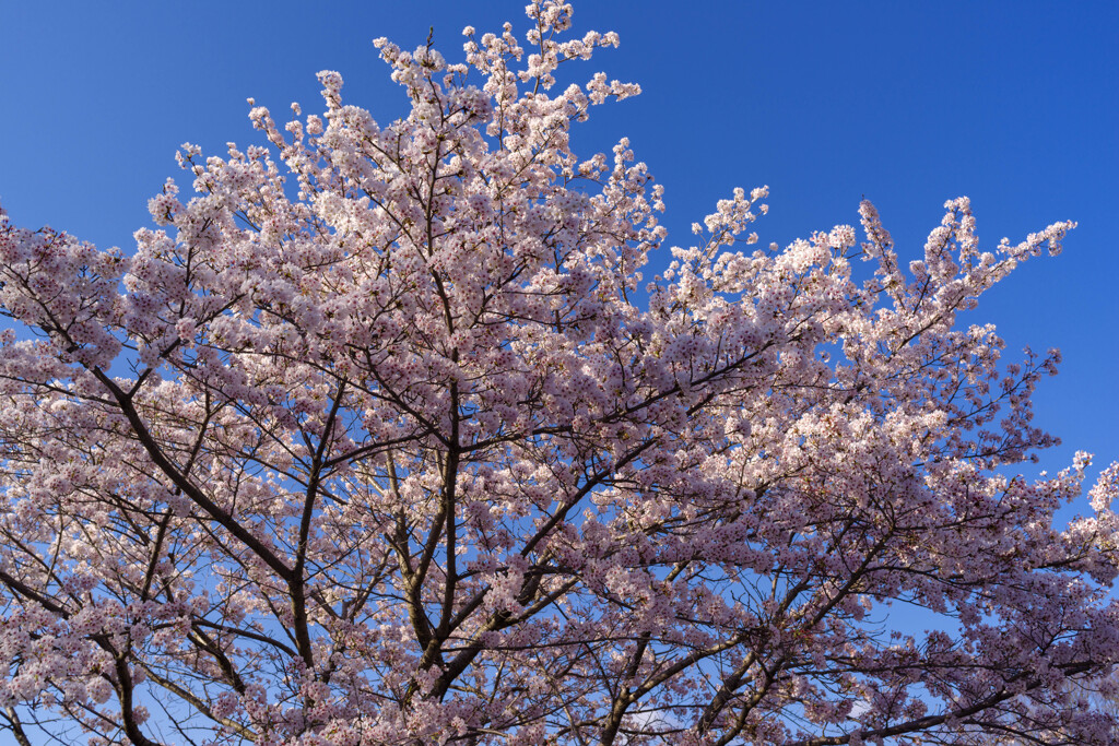 壷阪寺の桜1