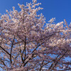 壷阪寺の桜1