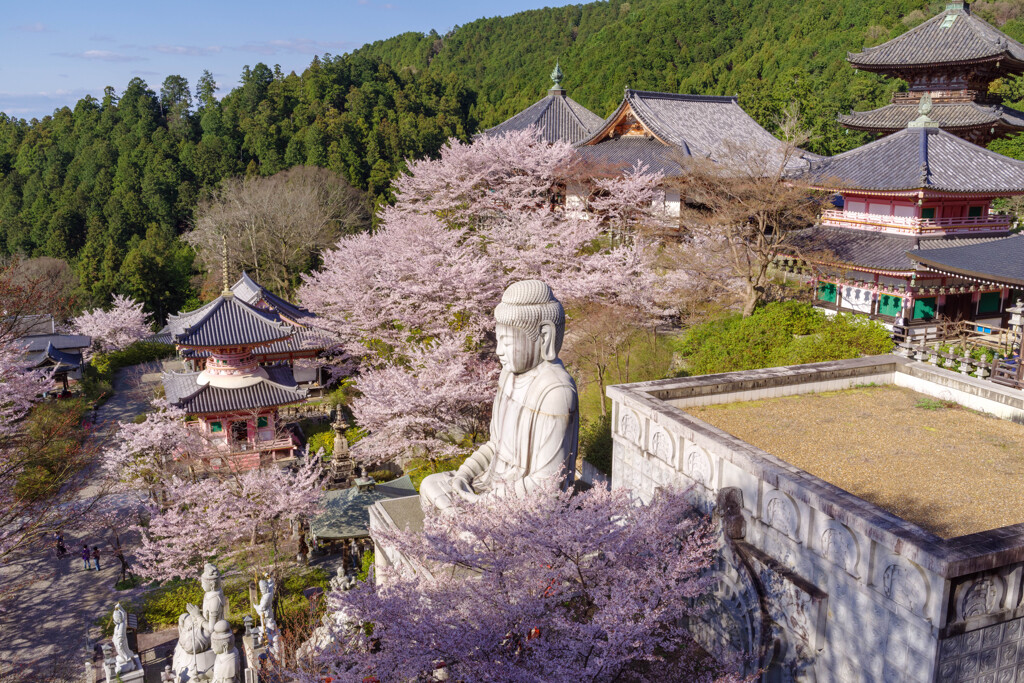 2020壷阪寺桜大仏4