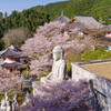 2020壷阪寺桜大仏4