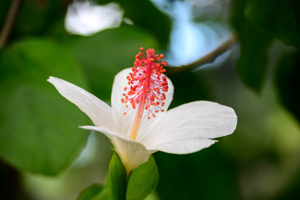 鶴見緑地咲くやこの花館ハイビスカス8