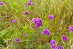 畑に咲いてた花4