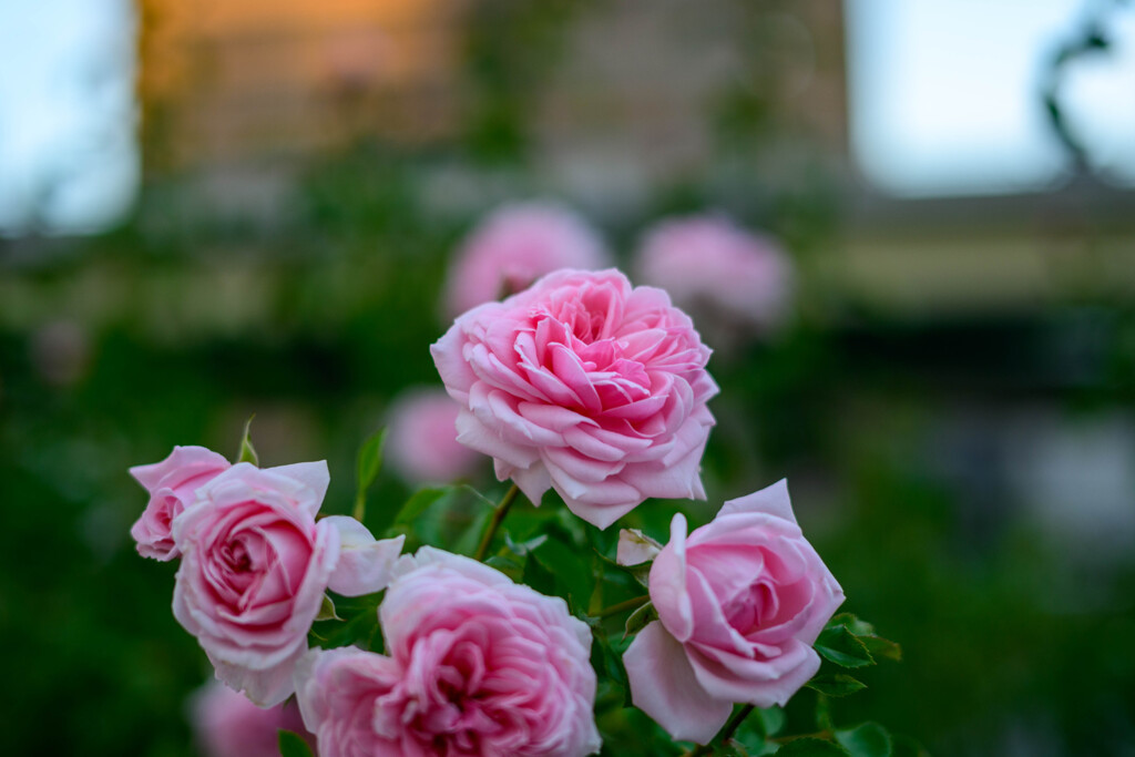 中之島公園の薔薇51ホームアンドガーデン