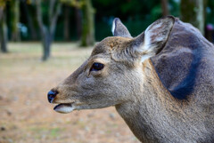 奈良公園の鹿5