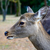 奈良公園の鹿5