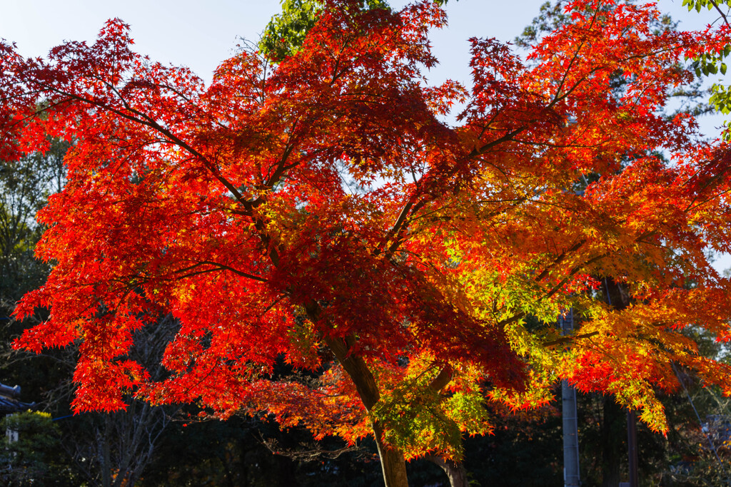 2019奈良公園紅葉12