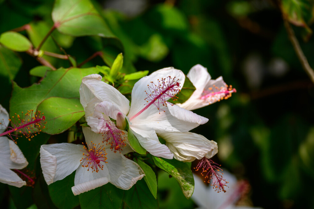鶴見緑地咲くやこの花館ハイビスカス1