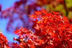 奈良公園の紅葉16