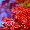 奈良公園の紅葉16