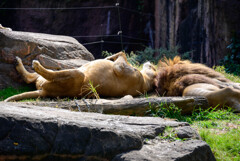 天王寺動物園お昼寝中のライオンカップル