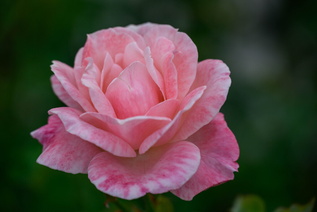中之島公園の薔薇47