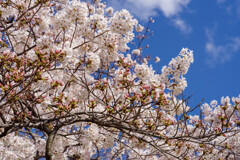 2020大阪城公園の桜2