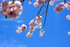 八重桜7