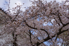 2020大阪城公園の桜12