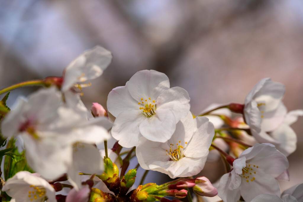2021近所の公園の桜7