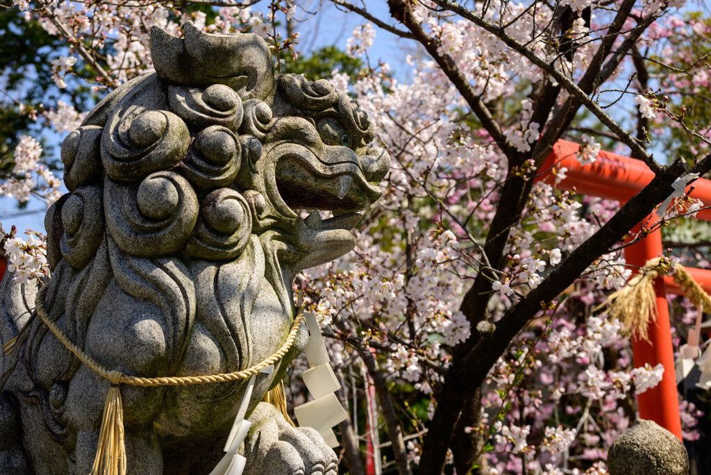 狛犬さんと桜1