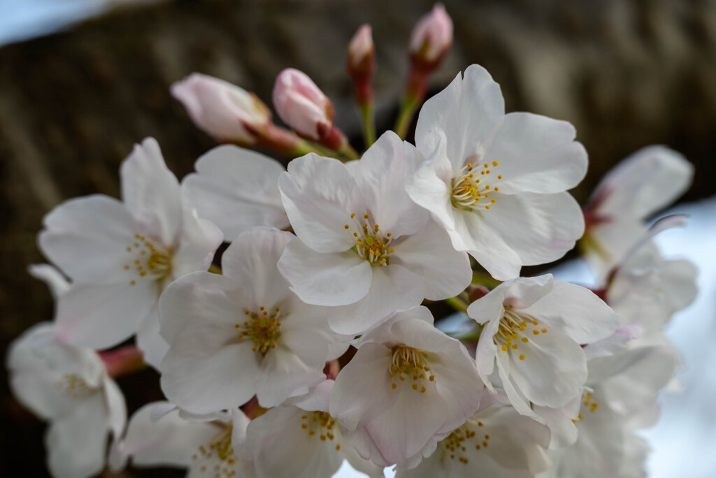 2021近所の公園の桜3