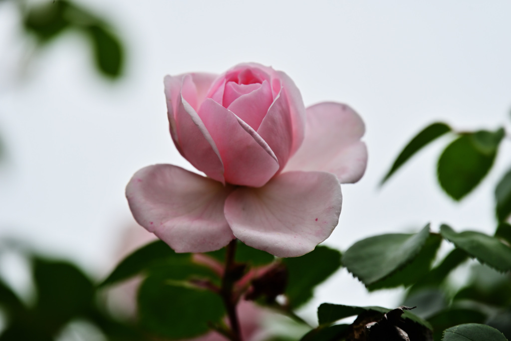 2021薔薇5