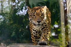 天王寺動物園のジャガー3