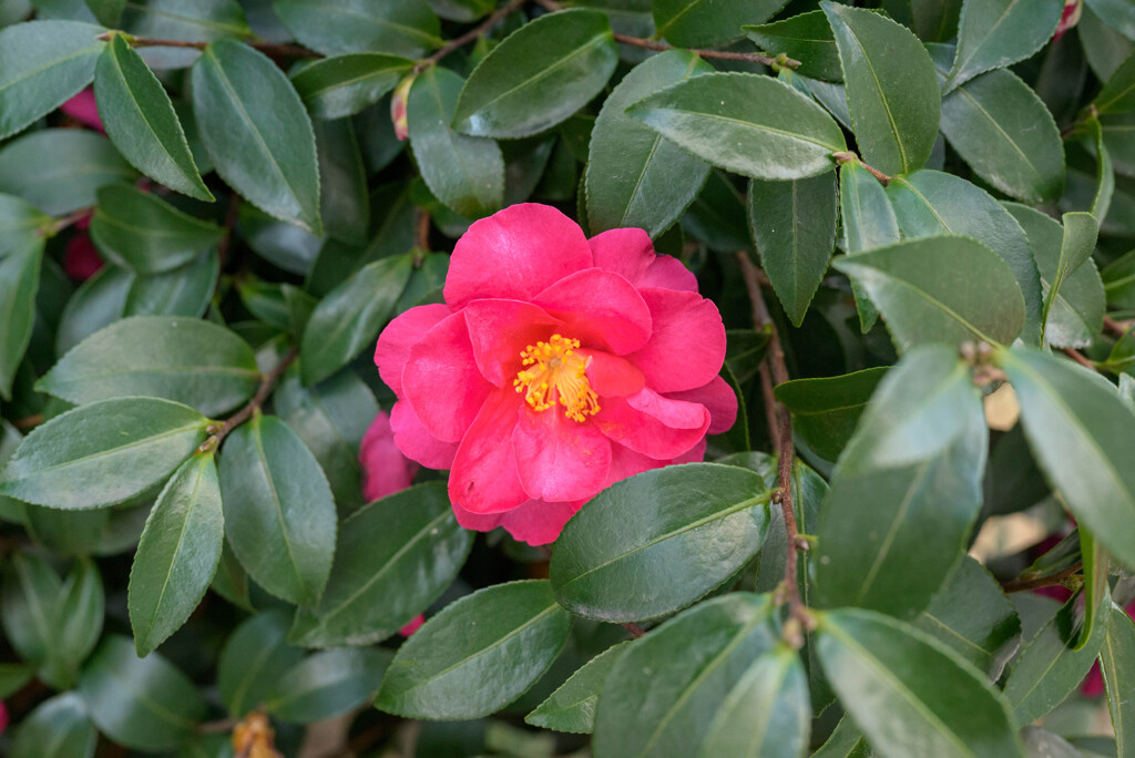 山茶花16