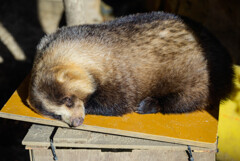 天王寺動物園 二ホンアナグマ