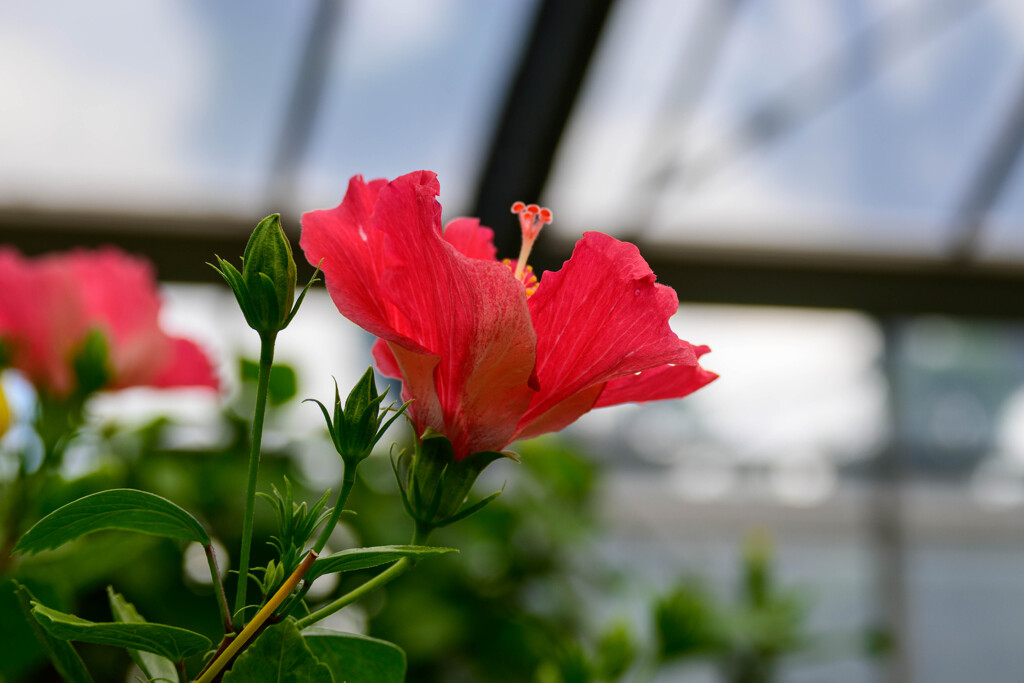 鶴見緑地咲くやこの花館ハイビスカス6