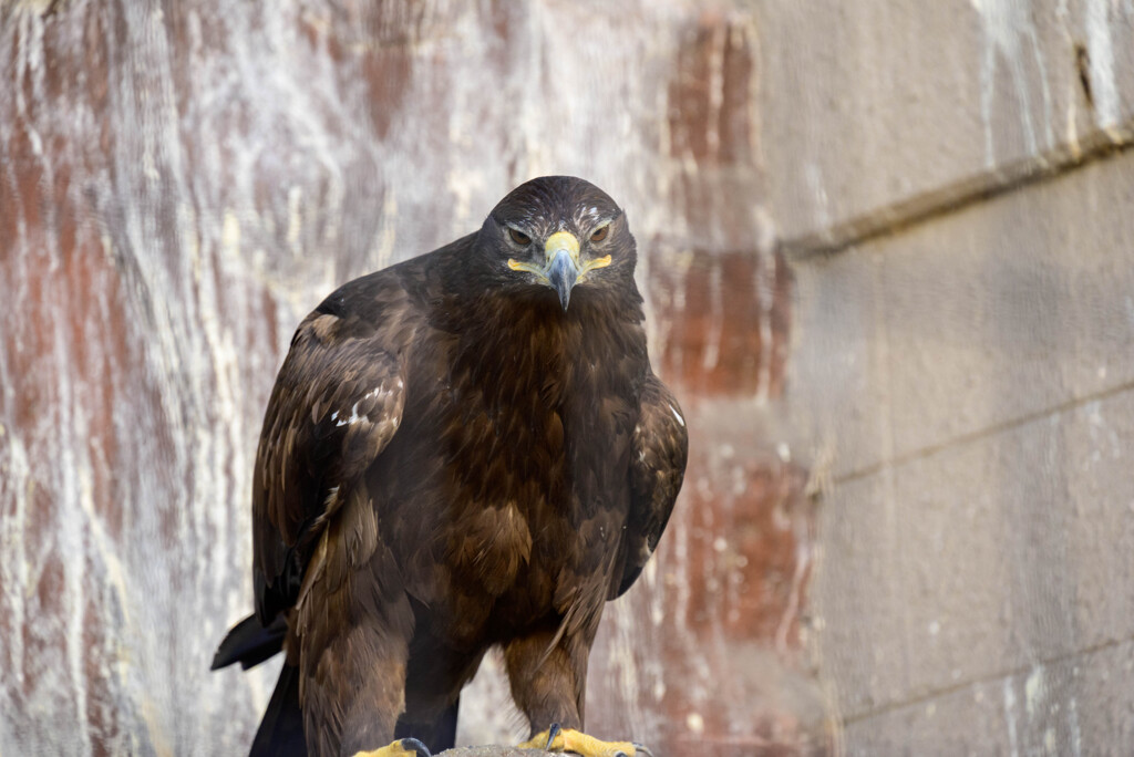 天王寺動物園 イヌワシ2