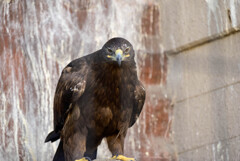 天王寺動物園 イヌワシ2