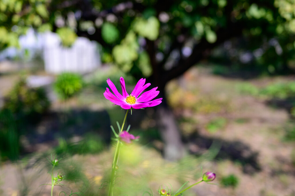 秋桜6