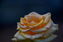2021中之島公園の薔薇6