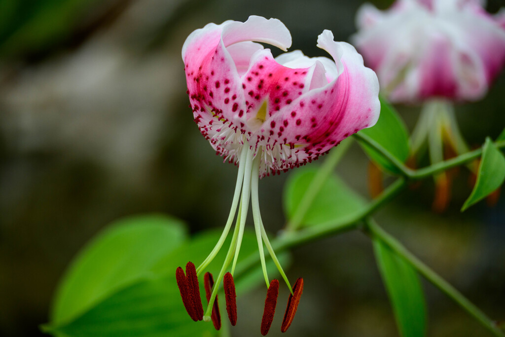 鶴見緑地咲くやこの花館 タキユリ1