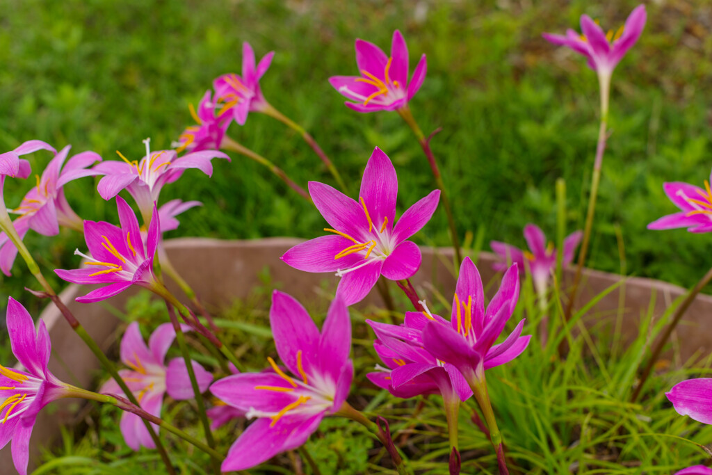 ゼフィランサス1